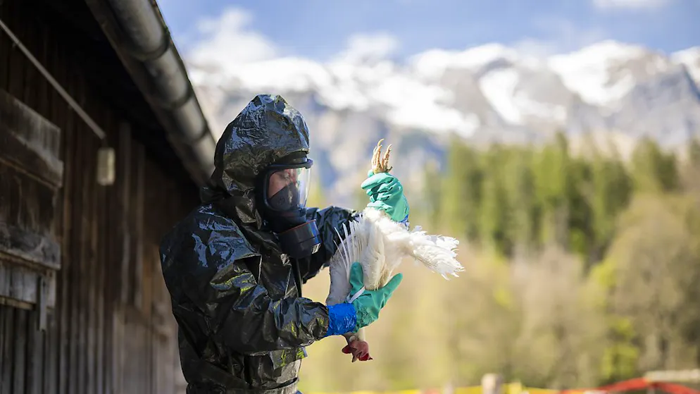 Auch in der Schweiz kommt es immer wieder zu Fällen von Vogelgrippe. Die Seuchenwehr des Zivilschutzes übte im vergangenen Jahr den Umgang damit. (Archivbild)