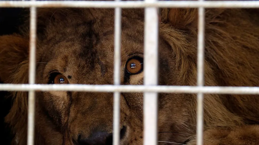 La "chasse aux trophées" est depuis longtemps controversée en Afrique du Sud. Des campagnes à l'étranger pour interdire l'importation de trophées ont recueilli ces dernières années un soutien croissant aux Etats-Unis, en Australie et dans plusieurs pays d'Europe.