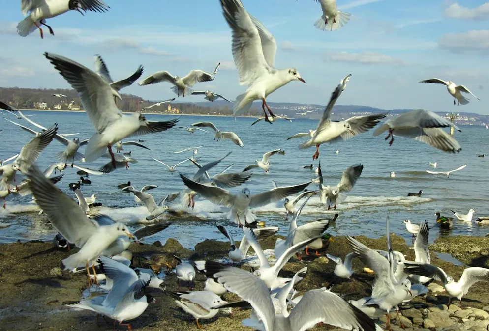 Möwen am Bodenseeufer bei Kreuzlingen TG: Das Ehepaar M. bestreitet, Vögel von ihrem Balkon aus gefüttert zu haben.