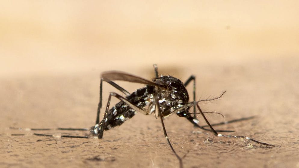 Das Dengue-Virus wird durch die asiatische Tigermücke übertragen, die auch schon in der Schweiz gesichtet wurde.