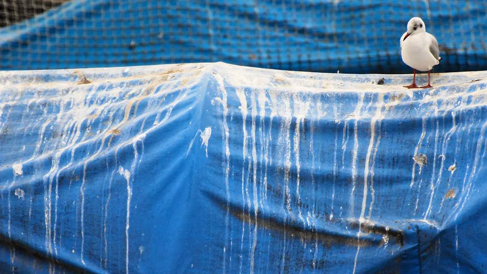 Nicht schön: Vogelkot.