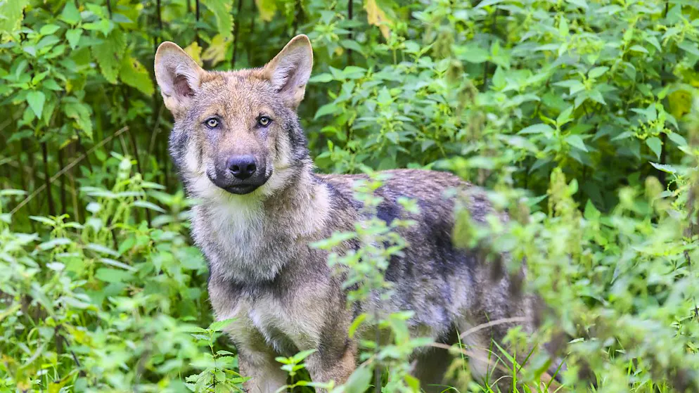 Ein Wolf riss in Dussnang TG drei Alpakas. (Archivbild)