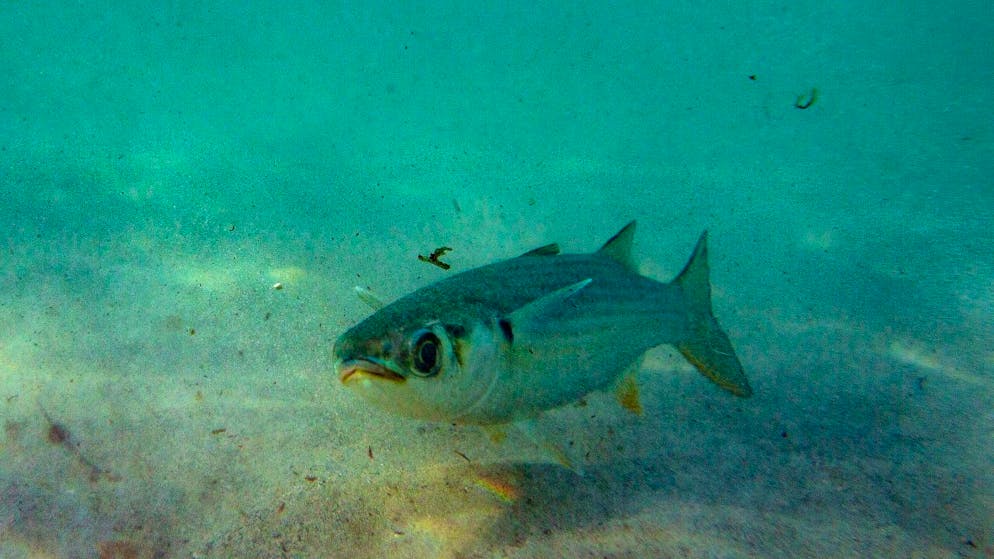 Pro Minute gelangt im Durchschnitt eine volle Müllwagen-Ladung Plastik in die Weltmeere und treibt im Wasser. Ein grosser Teil davon sinkt auf den Meeresgrund. (Archivbild)