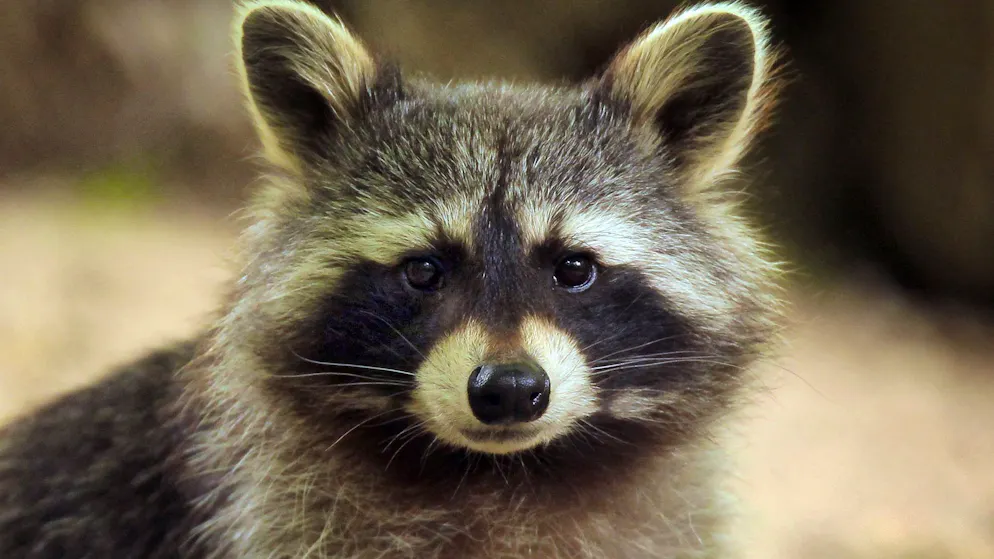 Laut Experten gibt es bereits zwei Millionen Waschbären in Deutschland.