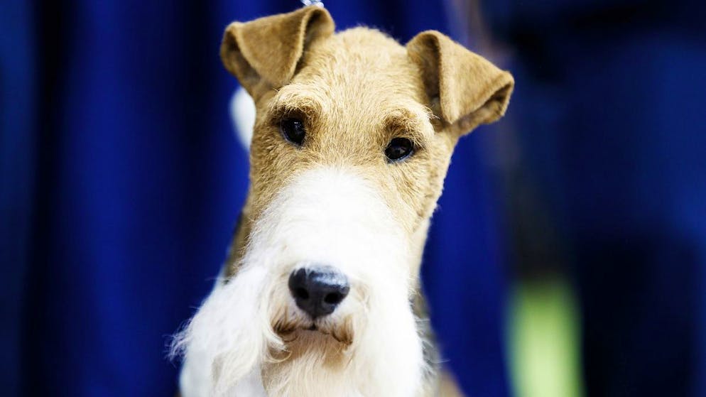 Une équipe de scientifiques autrichiens a suivi les mouvements du regard du chien avant de conclure que l'animal est capable d'associer celui de son maître au geste. (image d'illustration)