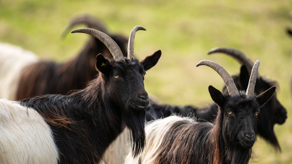 Kampf gegen Plage. Brauchst du eine Geiss? Italienische Insel gibt sie gratis ab