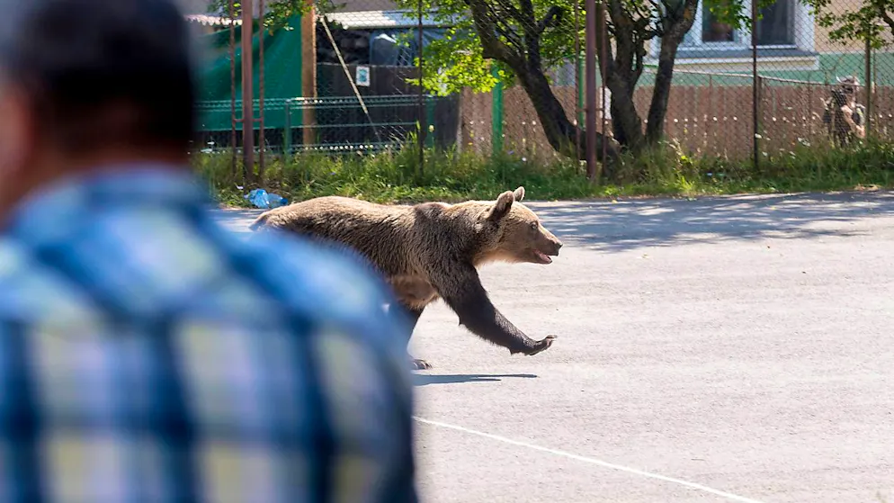 Selon les chercheurs slovaques, la population d'ours est stable en Slovaquie, à environ 1275 individus (cliché symbolique/Keystone archives).