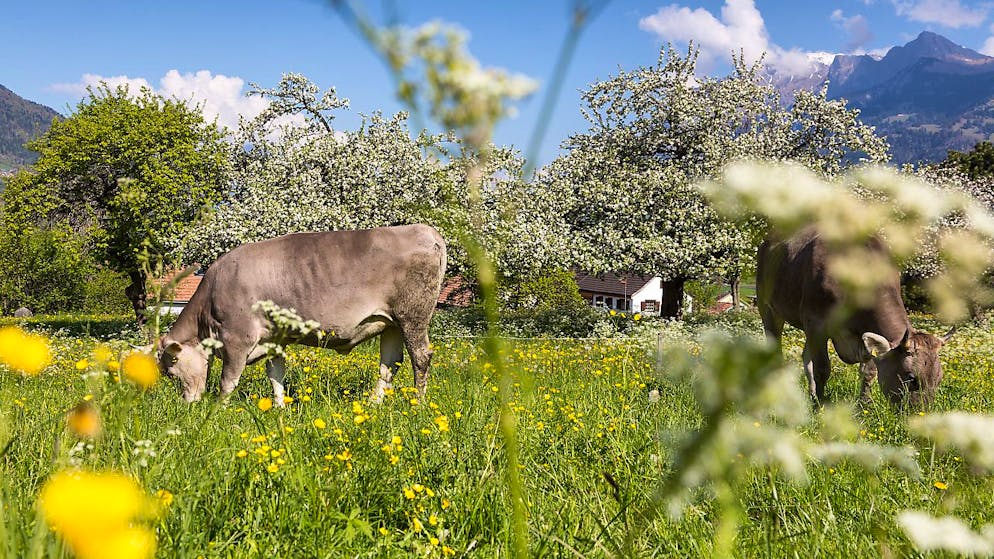 Im St. Galler Rheintal ist dieses Jahr im April schon fast Hochsommer: Nur gut zwei Grad fehlten am Montag zur 30-Grad-Marke. (Archivbild)