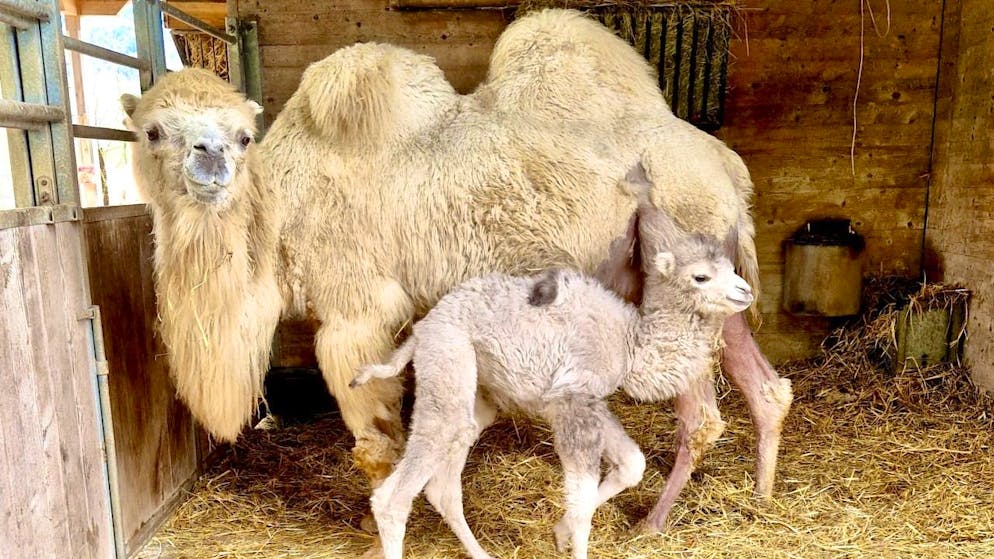 Kamelbub Batu mit Mutter Lara.