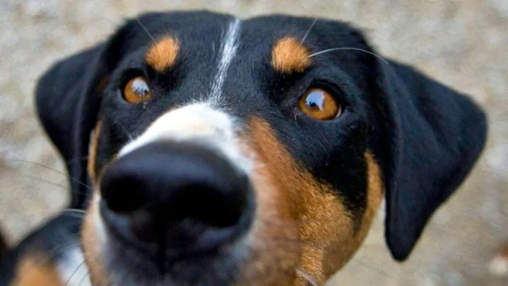 Eine Rentnerin muss sich wegen ihrer "Hundeerziehung" vor dem Bezirksgericht Winterthur verantworten. Sie hatte ihren Sennenhund mit der Leine am Kofferraum ihres Autos befestigt und das Tier hinter sich hergeschleift. (Symbolbild)