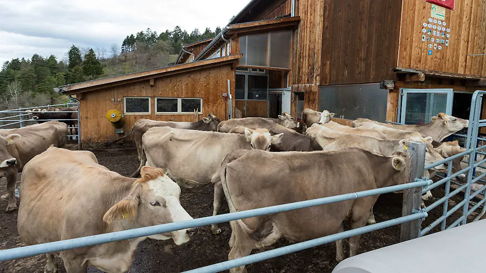 Ein Freilaufstall auf einem Berg-Landwirtschaftsbetrieb in Peist im bündnerischen Schanfigg. Amtliche Tierärztinnen und Tierärzte inspizierten letztes Jahr 26 Prozent der 4416 registrierten Nutztierhaltungen in Graubünden und Glarus. (Archivbild)