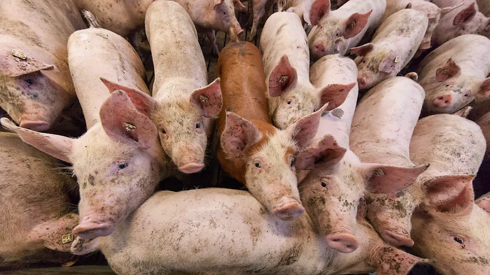 Ein Aargauer Schweinemäster missachtete wiederholt die Auflagen des kantonalen Veterinärdienstes. Er wehrte bis vor das Obergericht gegen die Busse - ohne Erfolg. (Symbolbild)
