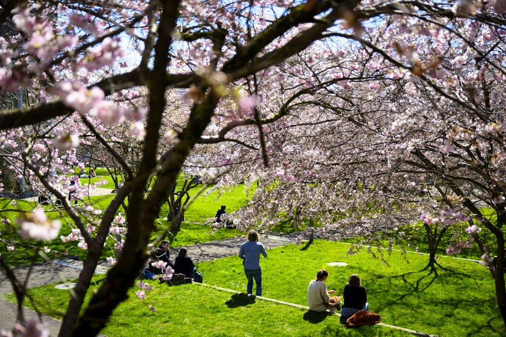 Die Kirschblüten im Mon-Repos Park in Lausanne.