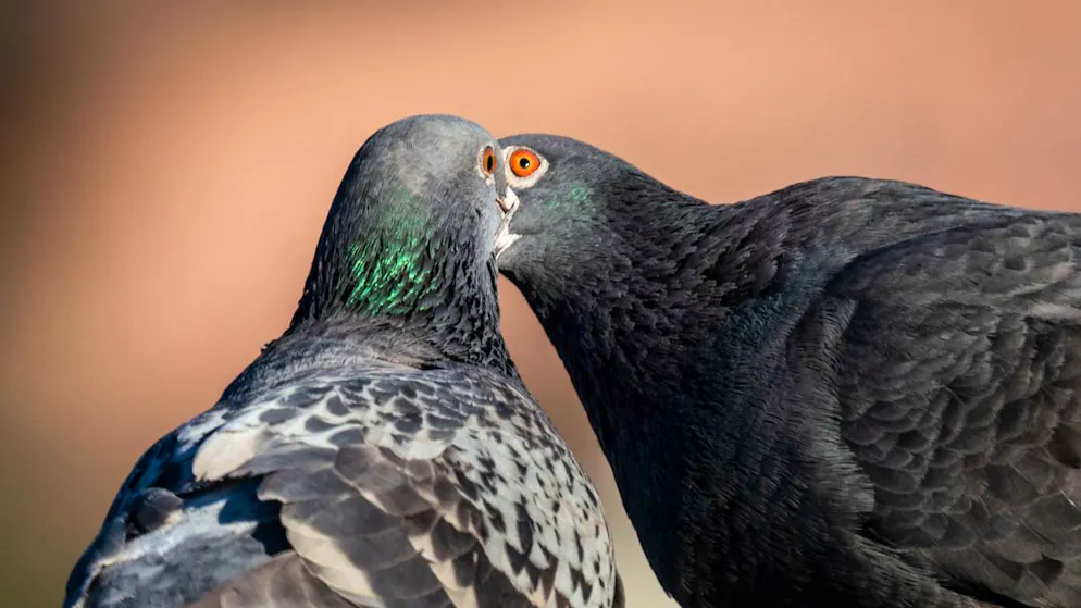 Im Kanton Basel-Stadt verlangt eine Initiative die Eindämmung der Taubenpopulation. (Symbolbild)