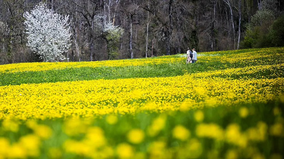 Er kommt wieder, der pralle Frühling: Spaziergang am Samstag, 6. April, in Maienfeld GR. (Archivbild)