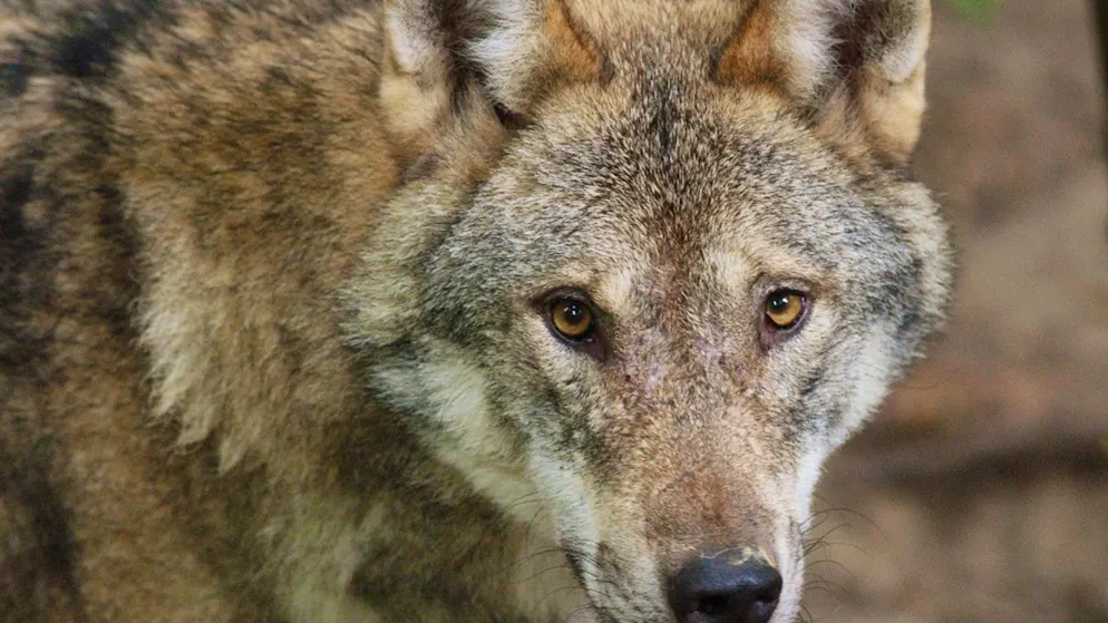 Die Umweltverbände Birdlife, Gruppe Wolf Schweiz, Pro Natura und der WWF kritisieren die revidierte Jagdverordnung, die sich aktuell in der Vernehmlassung befindet. (Archivbild)
