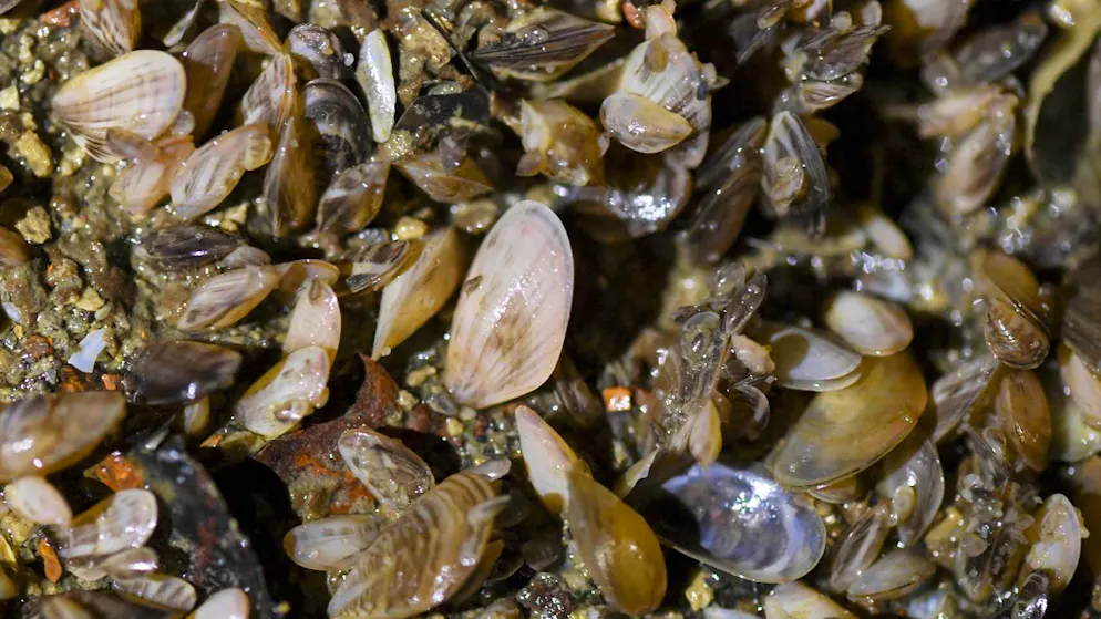 Quaggamuscheln sind auch hierzulande eine Bedrohung für einheimische Arten. Zudem verursachen sie Schäden in Wasserversorgungsanlagen. (Archivbild)