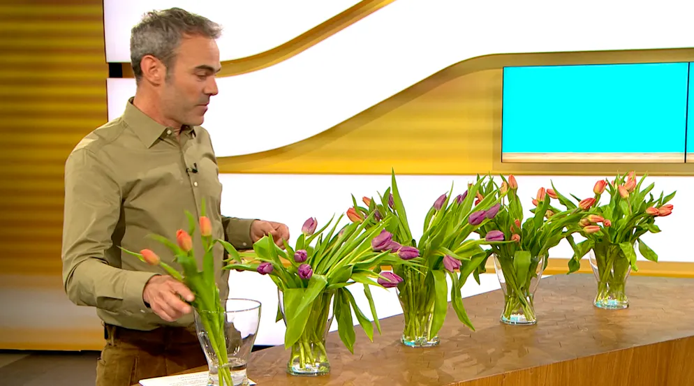 Auch Tulpen dienen als Beispiel der Shrinkflation. Denn früher waren mehr Blumen pro Bouquet vorhanden als heute.