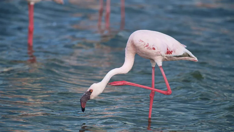 Drei Viertel der Zwergflamingos auf der Welt leben in Ostafrika. (Archivbild)