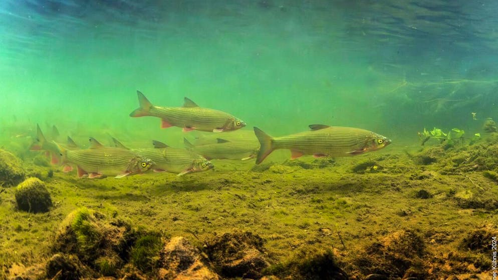 Die Nase zählt zu den bedrohten einheimischen Fischarten.