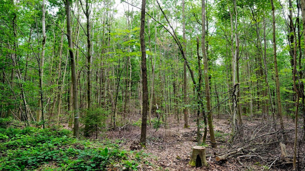 Dürfen Kinder isoliert im Wald aufwachsen? Diese Frage wird in Italien heiss diskutiert.