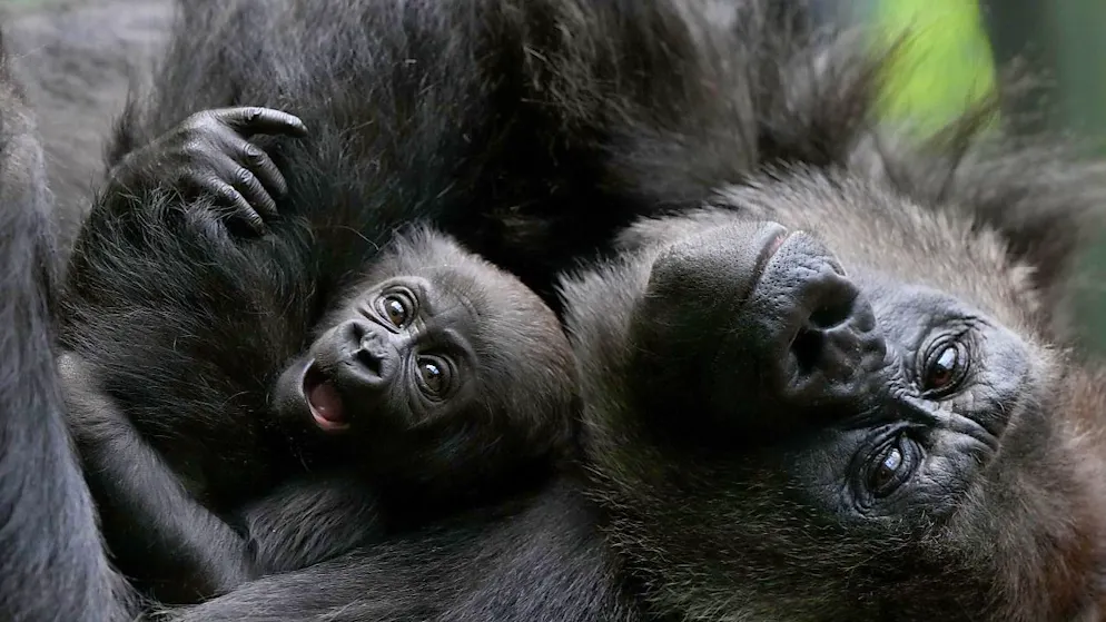Das Geschlecht des neuen Gorilla-Babys ist noch unbekannt. (Archivbild)