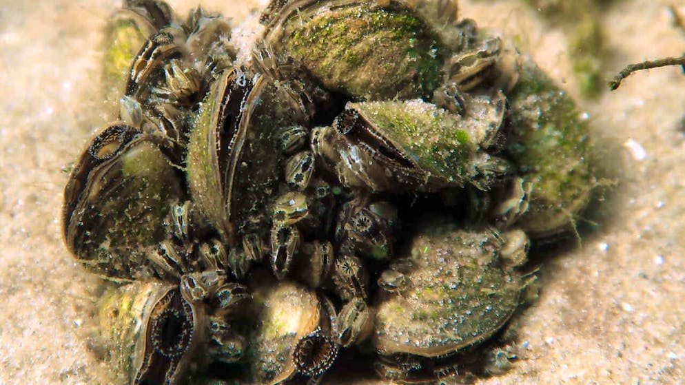 Die Quaggamuschel kann sich schnell ausbreiten. (Archivaufnahme)
