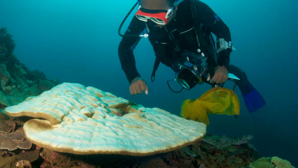 Le monde connaît actuellement un épisode massif de blanchissement des coraux, le 4e du genre depuis 1985 (archives).