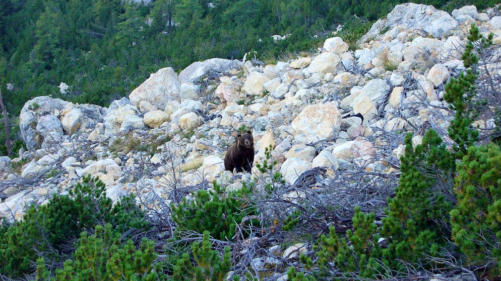 Der männliche Bär M13 streift im September 2012 durch das Puschlav im Kanton Graubünden.