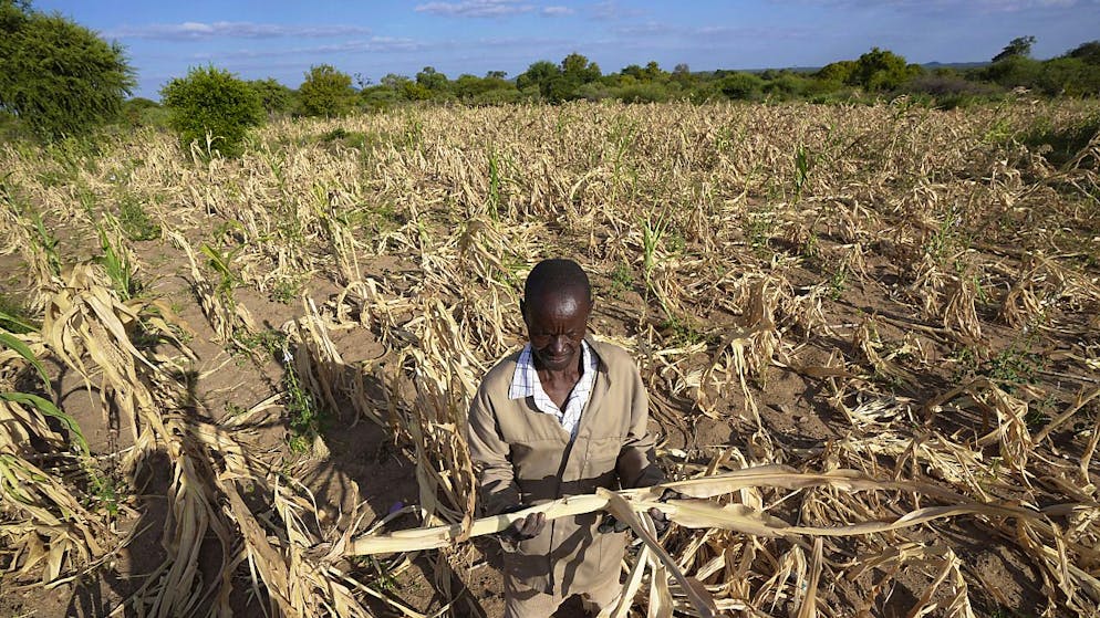 Le phénomène El Nino, qui a commencé en 2023, provoque généralement une hausse des températures mondiales pendant une année. Actuellement, il provoque des sécheresses catastrophiques en Afrique australe, où le Zimbabwe (photo) et le Malawi ont eux aussi demandé de l'aide internationale.