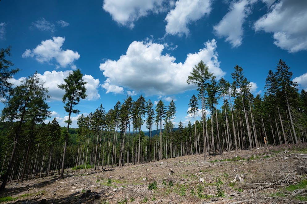 Trockene Bäume liegen in einer kahlen Stelle im Wald. Die Schäden, die der menschengemachte Klimawandel auch für die Wirtschaft anrichtet, sind immens.