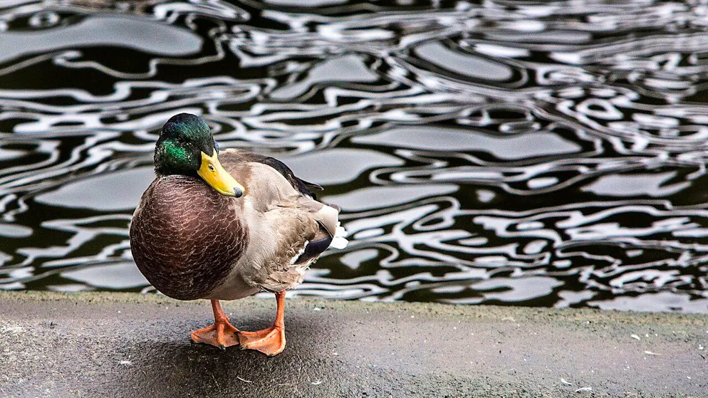 Die Enten-Mutter hatte den Brutplatz etwas ungünstig auf dem Dach eines Bürogebäudes gewählt. (Archivbild)