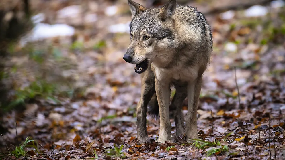 Die Glarner Jägerinnen und Jäger sollen künftig die Wildhut bei der Wolfsjagd unterstützen können. Dies verlangt die SVP-Fraktion in einem Postulat. (Archivbild)