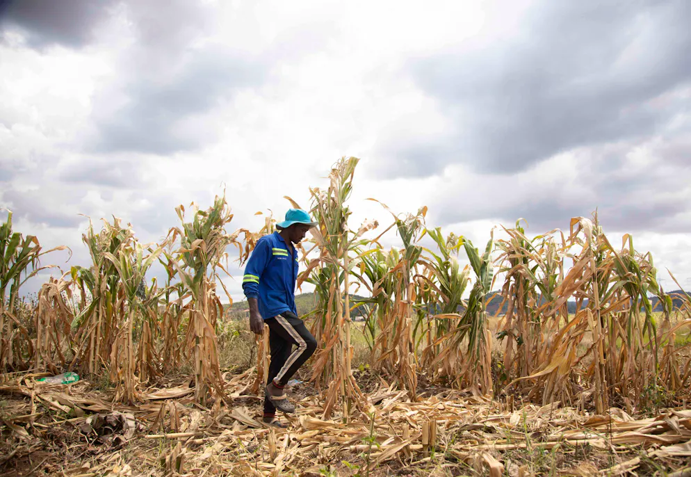 HARARE, 3 avril 2024 -- Un agriculteur vérifie son maïs dans la banlieue de Harare, capitale du Zimbabwe, le 3 avril 2024. Le président zimbabwéen Emmerson Mnangagwa a déclaré mercredi l'état de catastrophe en raison d'une sécheresse induite par El Nino qui menace la sécurité alimentaire dans le pays.
