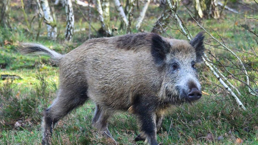 l cinghiali sono le prime vittime della pesta suina africana.