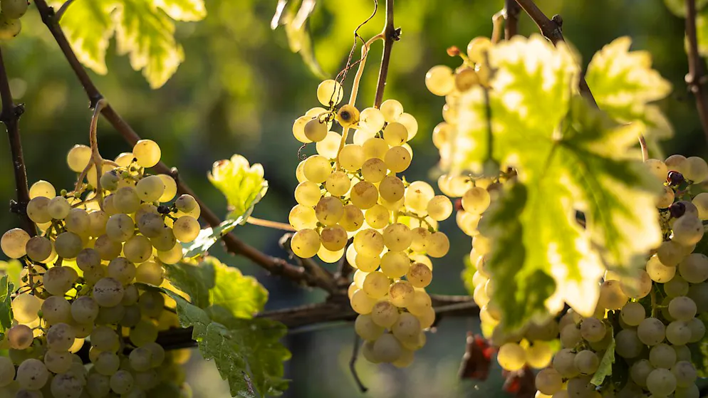 La part de marché des vins suisses a augmenté en 2023, malgré une consommation globale en baisse. (Photo d'illustration)