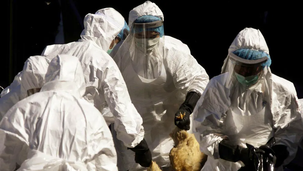 L’OMS a fait part de son «énorme inquiétude» jeudi face à la propagation croissante de la souche H5N1 de la grippe aviaire.