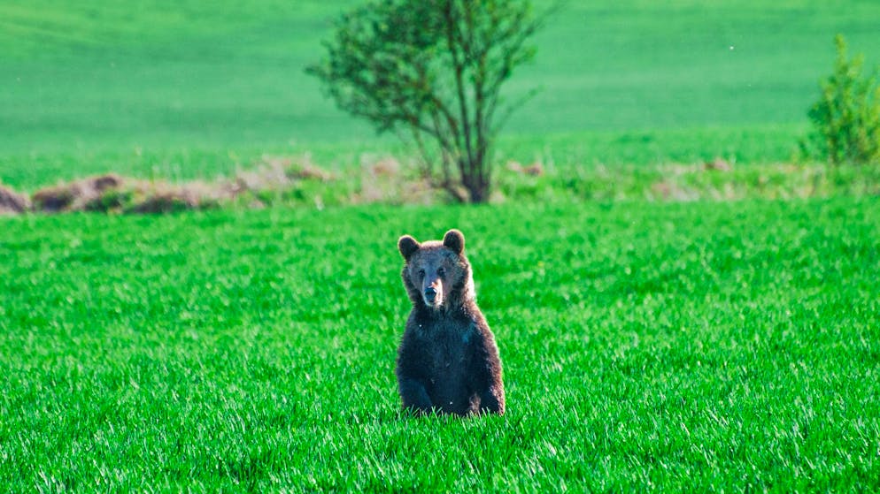 Dutzende Angriffe in kurzer Zeit. Braunbären verbreiten in der Slowakei zunehmend Angst
