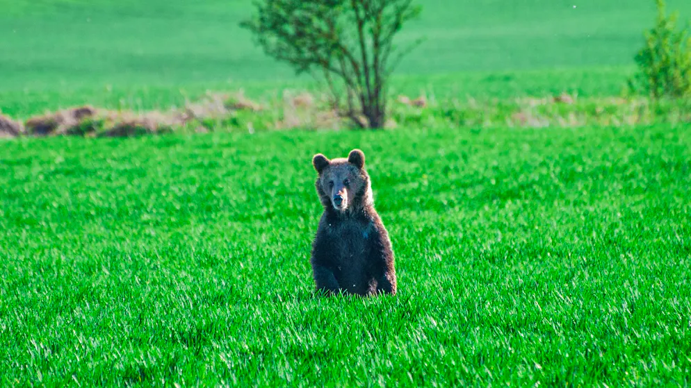 In den vergangenen Wochen wurden in der Slowakei mehrere Menschen bei unfreiwilligen Begegnungen mit Braunbären verletzt.