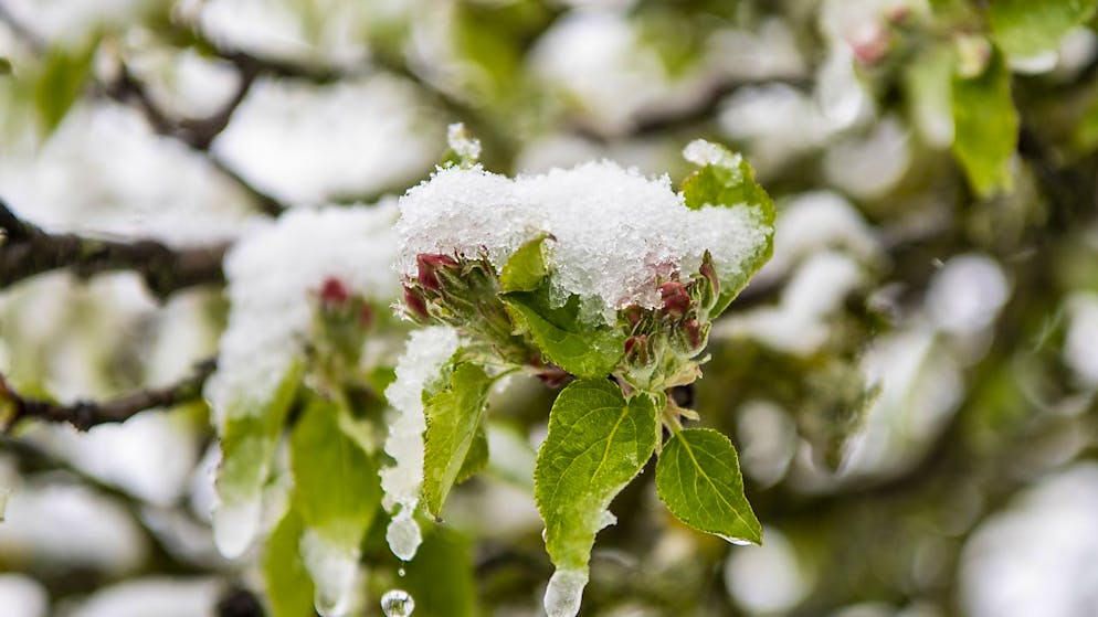 Sorge bereitet der Spätfrost insbesondere den Obstbauern. (Symbolbild)