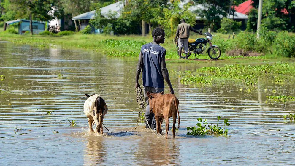 Ein Mann führt sein Vieh durch die Überschwemmungen. In Kenia sind in den vergangenen Tagen nach heftigen Regenfällen und Überschwemmungen mehrere Menschen ums Leben gekommen. Foto: Brian Ongoro/AP/dpa