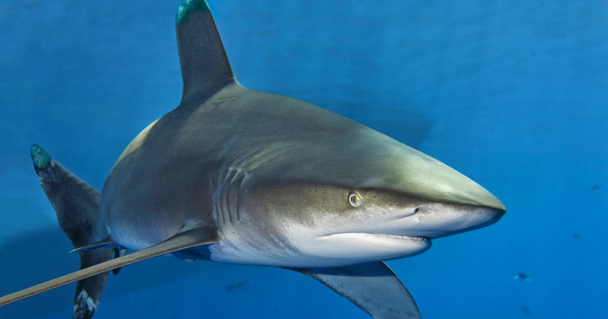 With a simple trick: A father saves his family from a shark attack during the holidays