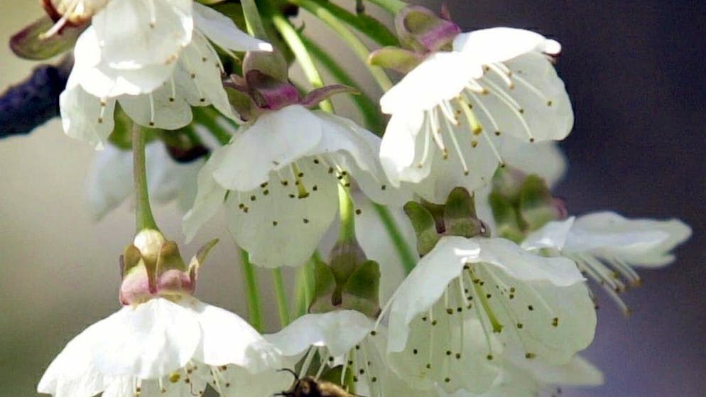 Die Kirschbäume Baselbiet sollen erstmals grossflächig von importieren Marienkäfern aus Italien geschützt werden.