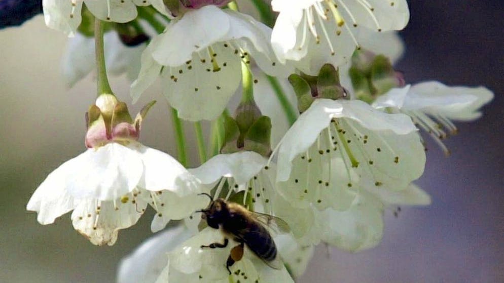 Kampf gegen Blattläuse. Marienkäfer aus Italien sollen im Baselbiet Kirschbäume schützen