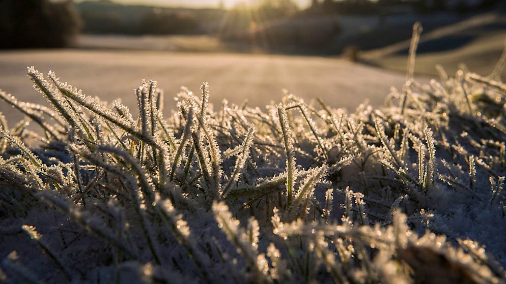 Des dommages causés par le gel tardif ne sont pas exclus (archives).