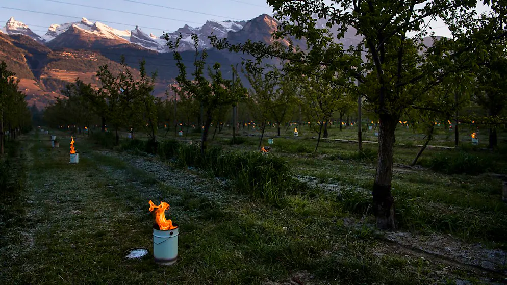 Wärmekerzen sollen Obstbäume vor Frostschäden schützen. (Archivbild)
