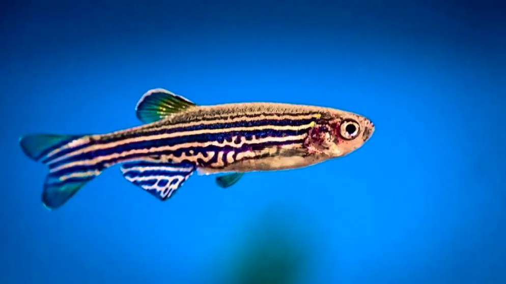 Dank seiner grossen Regenerationsfähigkeit liefert der Zebrafisch Erkenntnisse über die Reparatur von Muskeln.