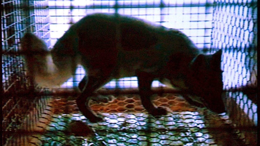 La Protection suisse des animaux (PSA) veut repartir sur de nouvelles bases et a promis la transparence (illustration).