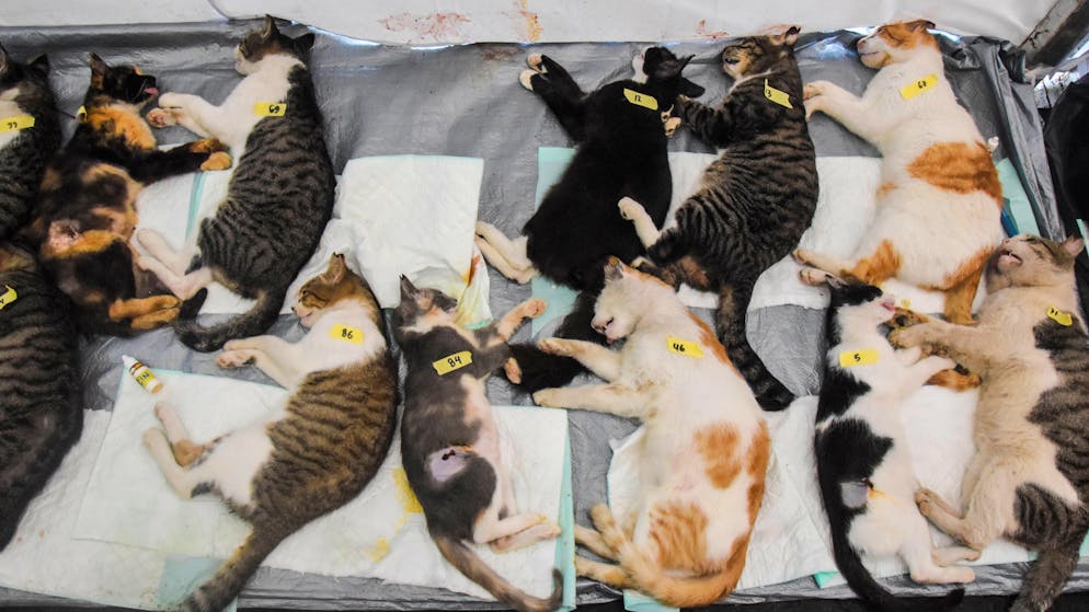 Weil einige Katze einst seinen Wagen zerkratz haben, tötete ein Südkoreaner insgesamt 76 streunende und adoptierte Vierbeiner.