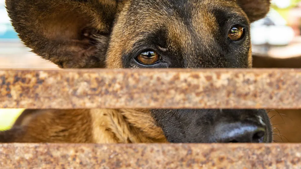 Vertrauen wiederherstellen will eine Reformgruppe beim Schweizer Tierschutz (STS) - nach dem Eklat Ende Januar mit der Absetzung der Verbandspräsidentin. (Archivbild)